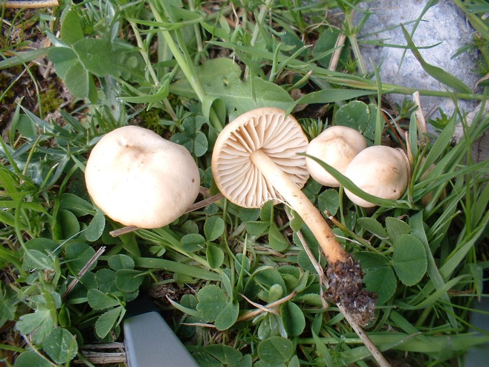 Marasmius oreades e Collybia dryophila